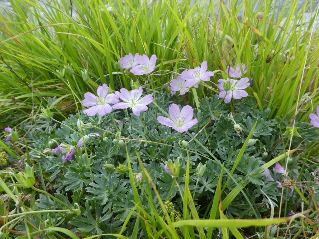 Geranium argenteum / Geranio argentino